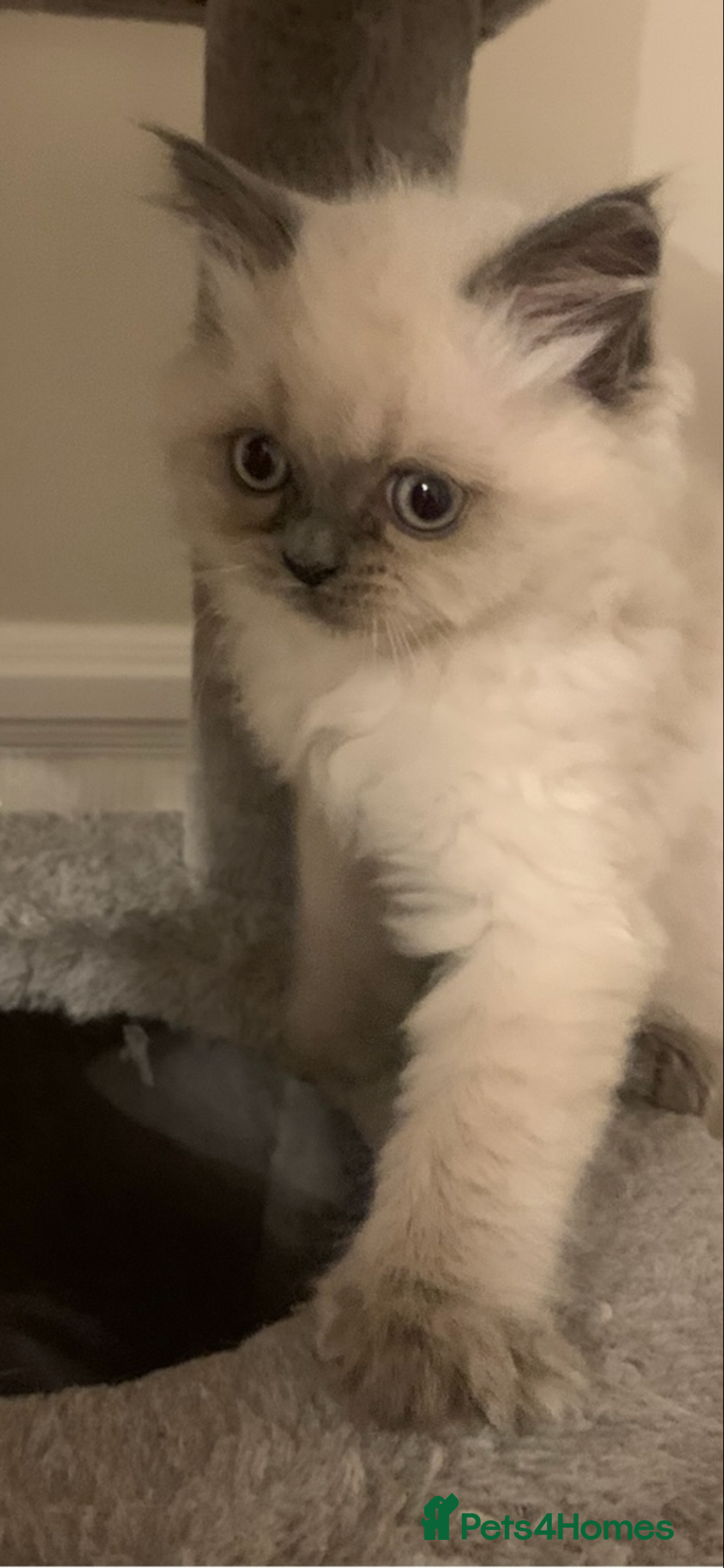 Ragdoll cats for sale: Ragdoll Kittens- 3 Bundles of fluff - Image 7