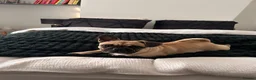 Frug dogs for sale: Mimii and Aria - Advert 6