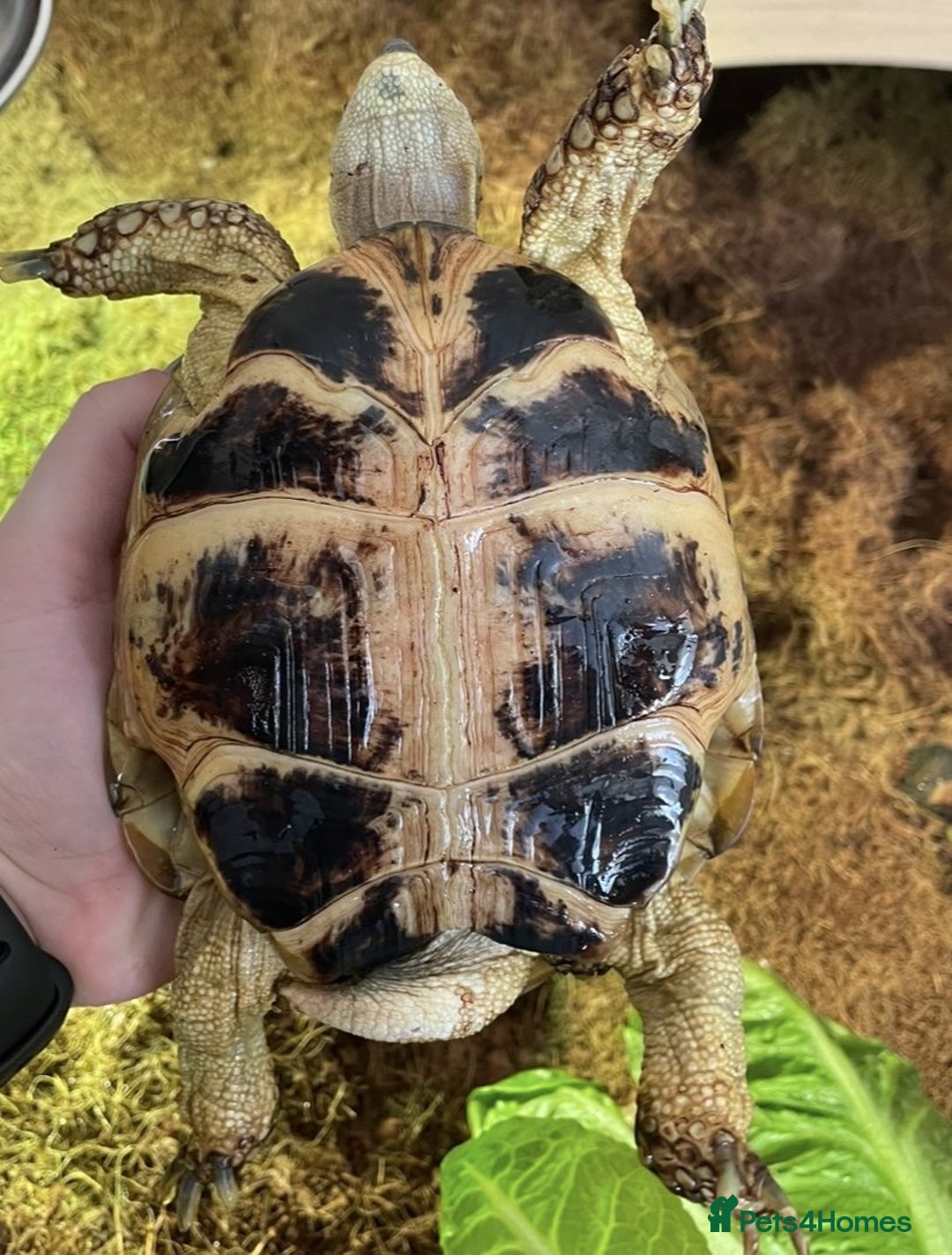 Tortoise reptiles for sale: Horsefield Tortoise Looking For Forever Home - Advert 2