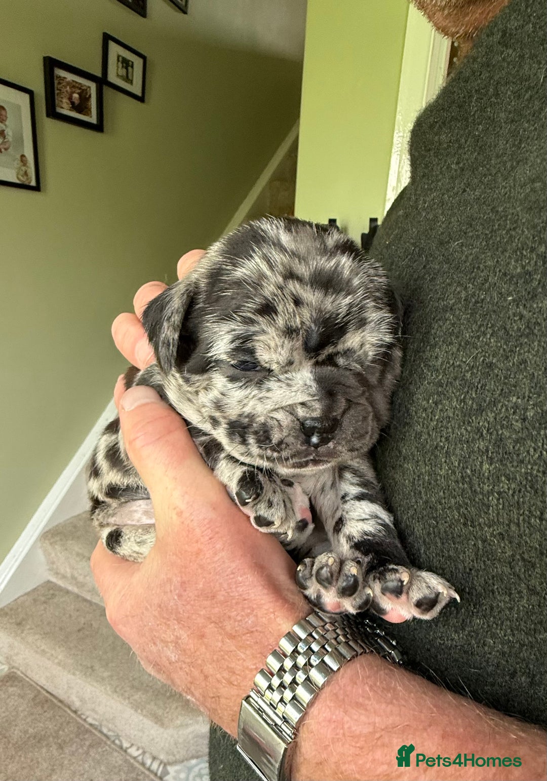 Mixed Breed dogs for sale: Cute Olde English Bulldog & Pug/Frenchie 4 sale - Image 14