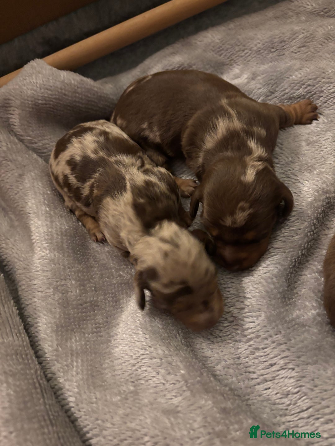 Miniature Dachshund dogs for sale: Miniature dachshund  - Advert 25