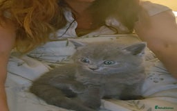 Ragdoll cats for sale: 5 ragdoll british shorthair kittens - Image 9