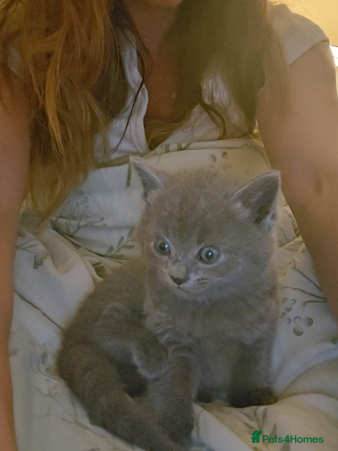 Ragdoll cats for sale: 5 ragdoll british shorthair kittens - Image 9