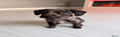 Mixed Breed 1