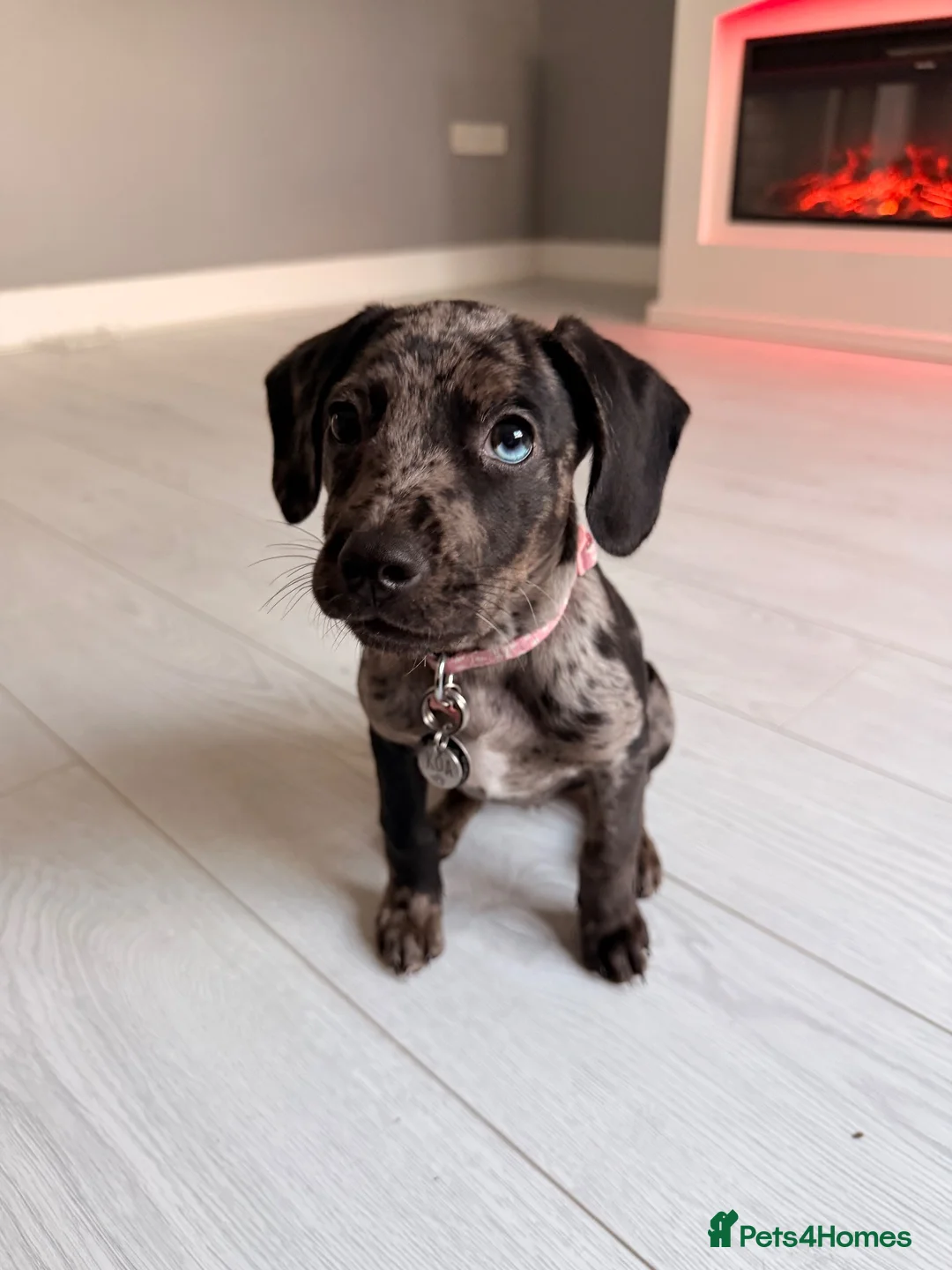 Mixed Breed dogs for sale: Gorgeous girl needing forever home  - Advert 5