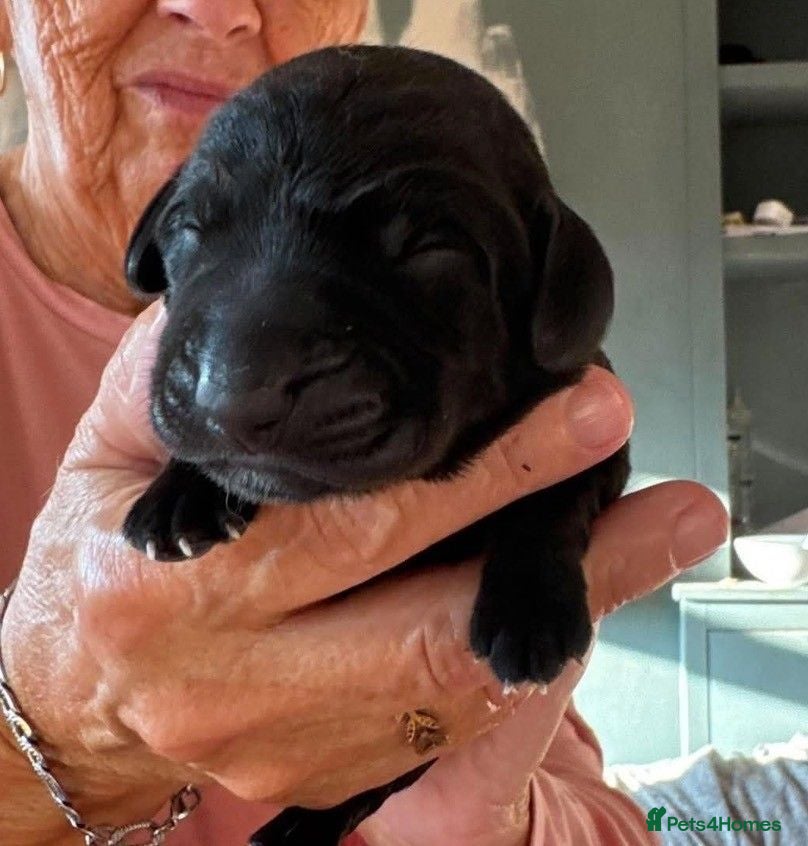 Mixed Breed dogs Breaking News: The impossible has happened. - Advert 11