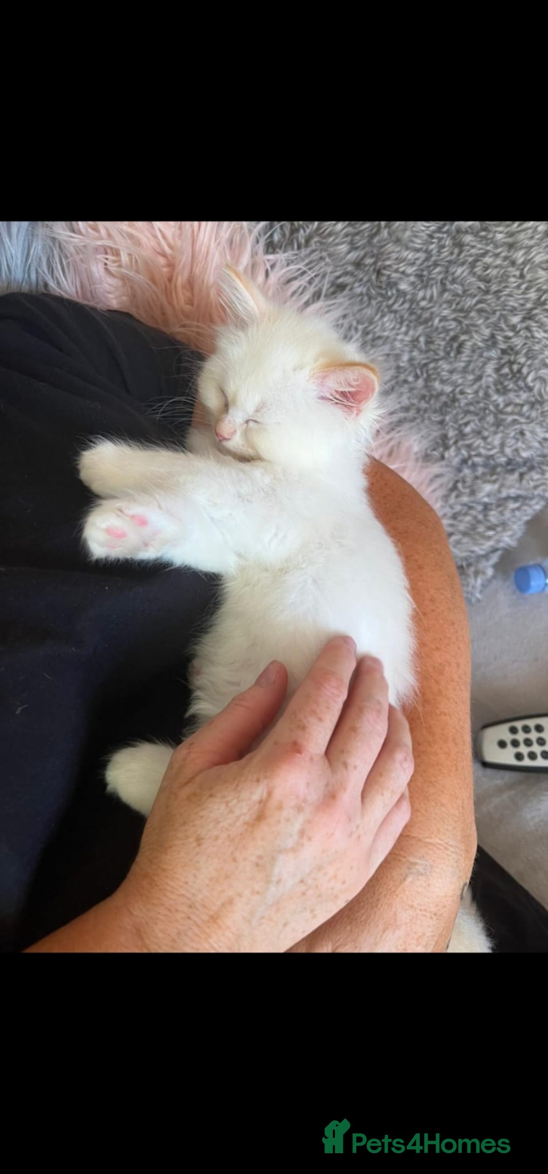 Ragdoll cats for sale: Flame point ragdoll kittens - Advert 4