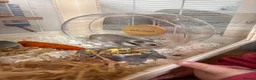 Hamster rodents for sale: Syrian hamster  - Advert 4