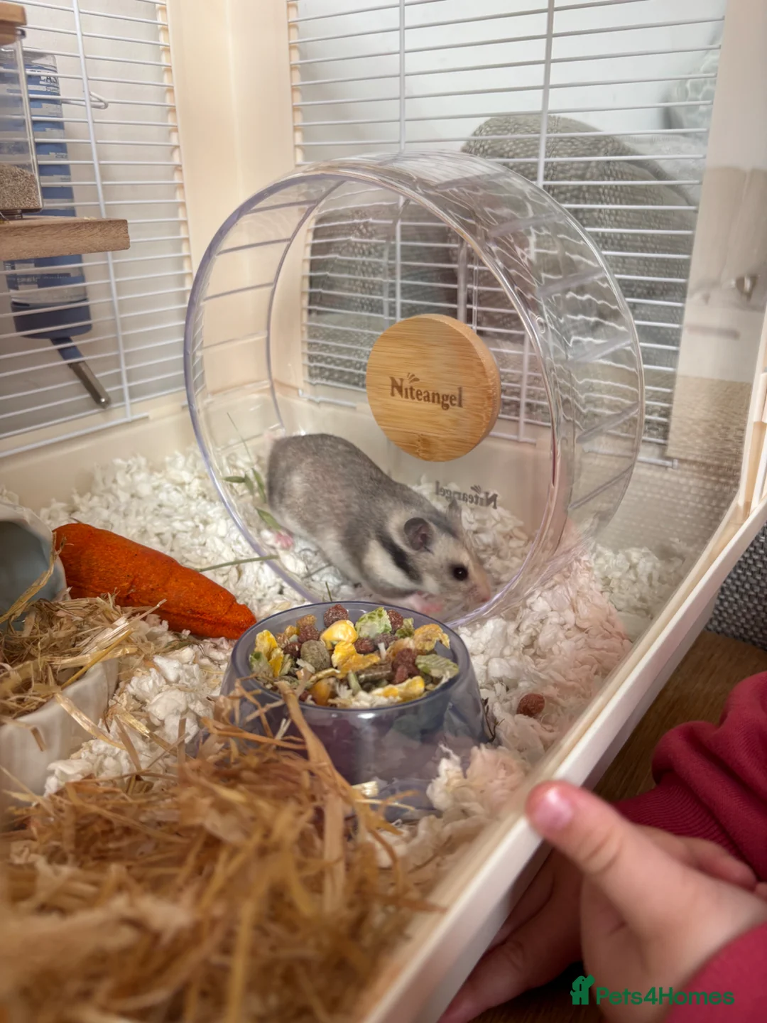 Hamster rodents for sale: Syrian hamster  - Advert 4