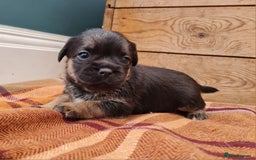 Border Terrier dogs for sale: Blue and Tan Border Terrier Pups, Ready Dec 13th - Advert 5
