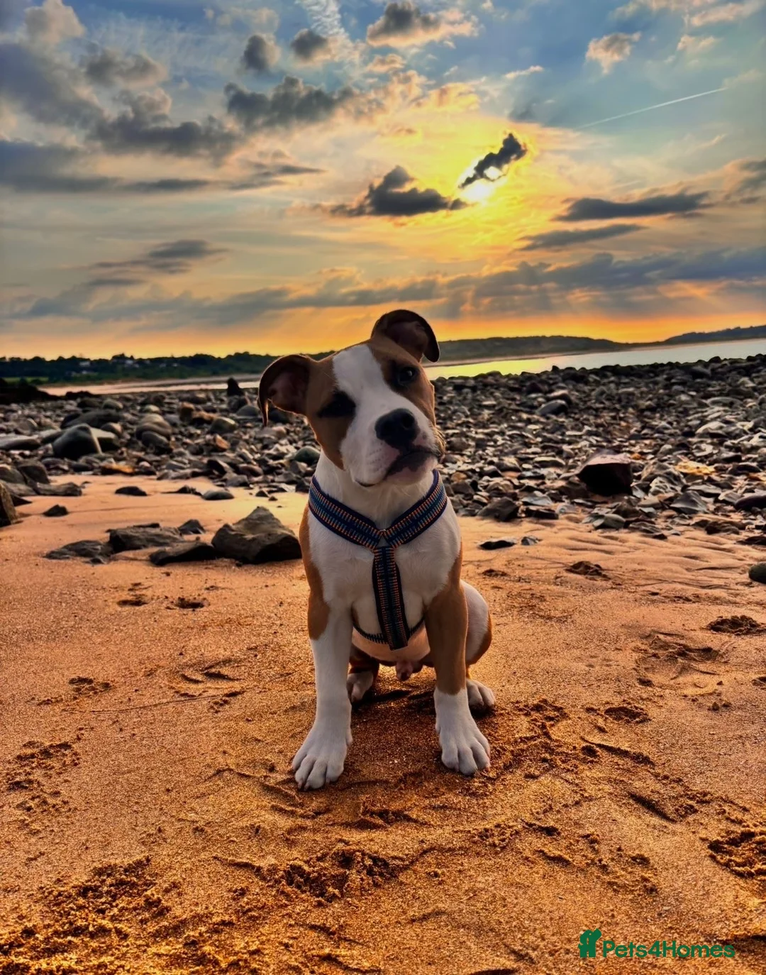 American Bulldog dogs for sale: American Bulldog male 6 month puppy in Tonypandy - Advert 2