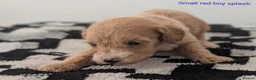 Cavapoochon dogs for sale: PRA Clear genetically DNA Tested Cavapoochons in Towcester - Advert 15