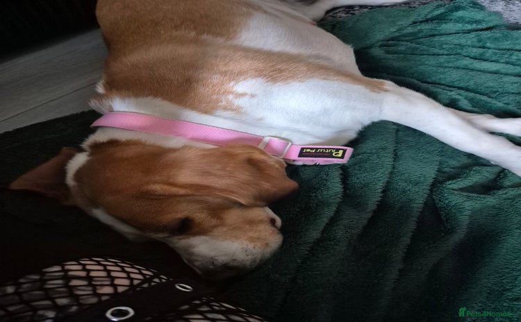 Beagle dogs - Advert 1