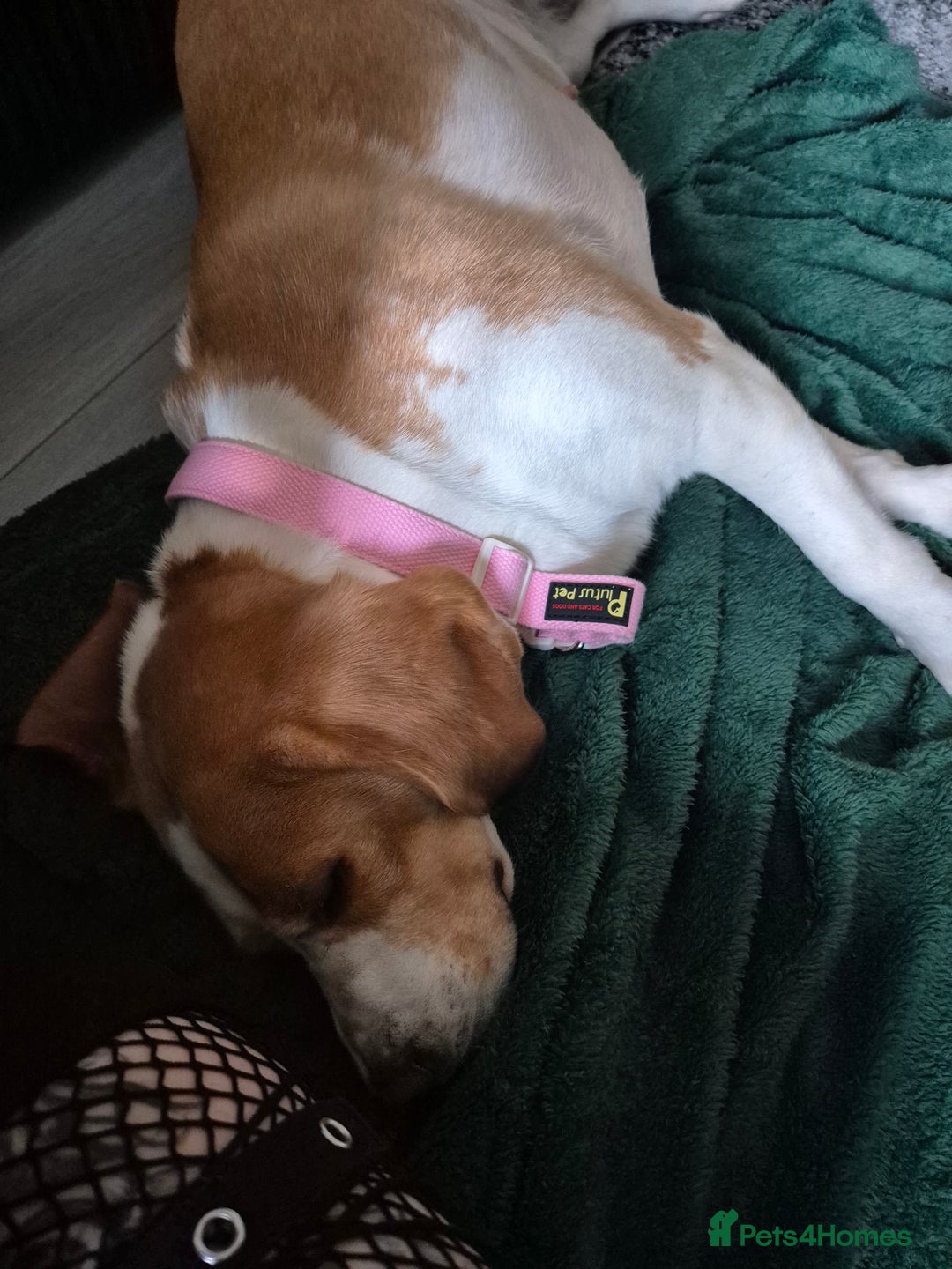 Beagle dogs for sale: 4 year old female beagle - Image 1