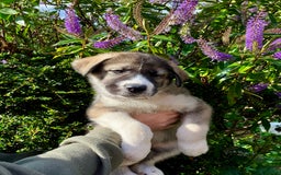 Mixed Breed dogs for sale: READY NOW! Caucasian Shepherd x Siberian Husky - Image 10