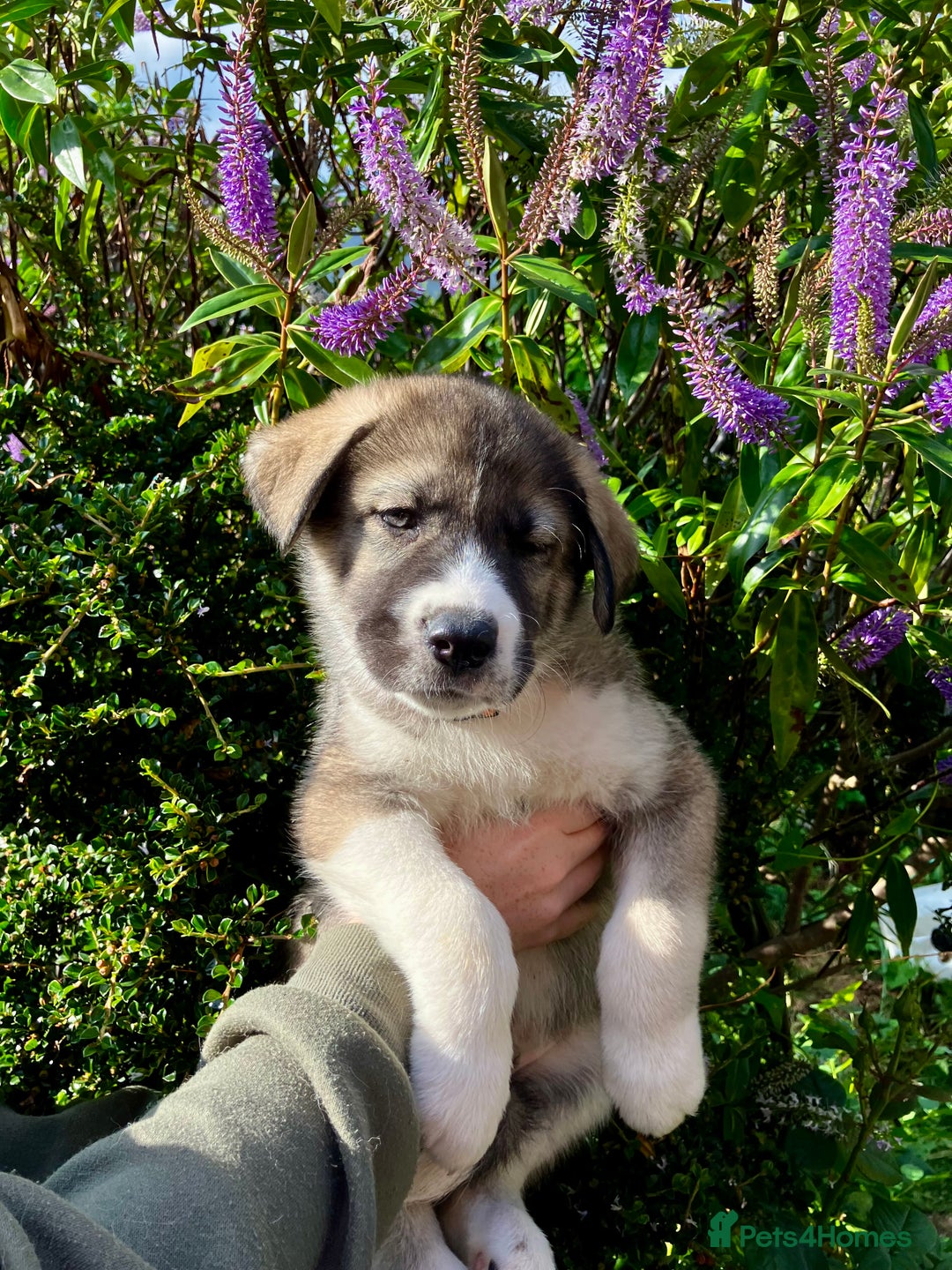 Mixed Breed dogs for sale: READY NOW! Caucasian Shepherd x Siberian Husky - Image 10