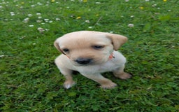 Labrador Retriever dogs for sale: Healthy Adorable kC registered Labrador puppies  - Image 15