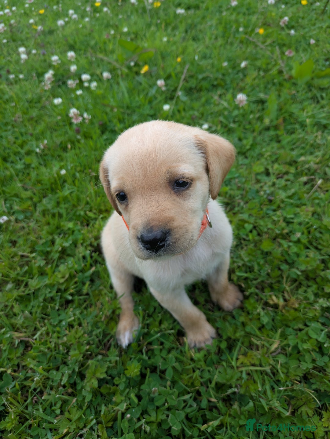 Labrador Retriever dogs for sale: Healthy Adorable kC registered Labrador puppies  - Image 15