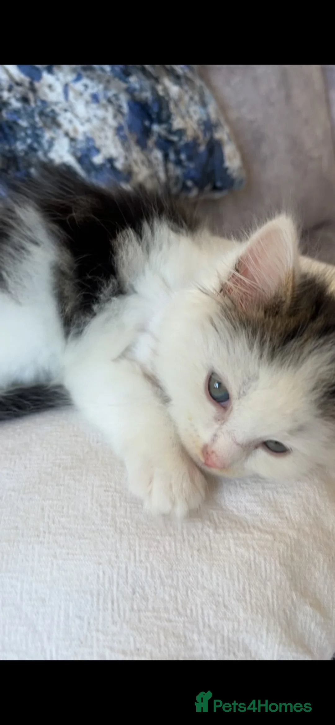 Mixed Breed cats for sale: Free rescued kitten  - Advert 2