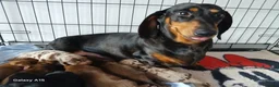 Miniature Dachshund dogs for sale: Miniature dachshunds  - Advert 10