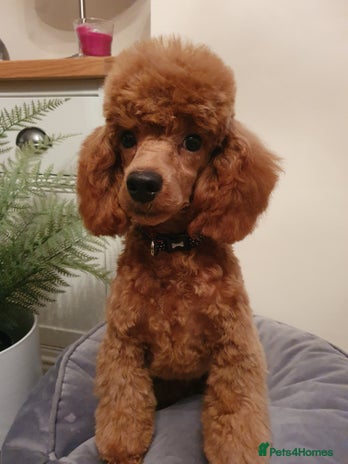 Toy Poodle dogs in Dewsbury - Advert 17