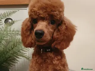 Toy Poodle dogs Outstanding Quality Toy Poodle for Stud in Dewsbury - Advert 17