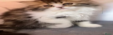 Persian 2