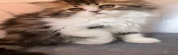 Persian cats for sale: Registered Pure Persian Kittens  - Advert 7