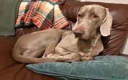 Weimaraner dogs for sale: Tommy  - Image 2