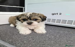 Shihpoo dogs for sale: Absolutely stunning F1 shihpoo puppies  - Image 6