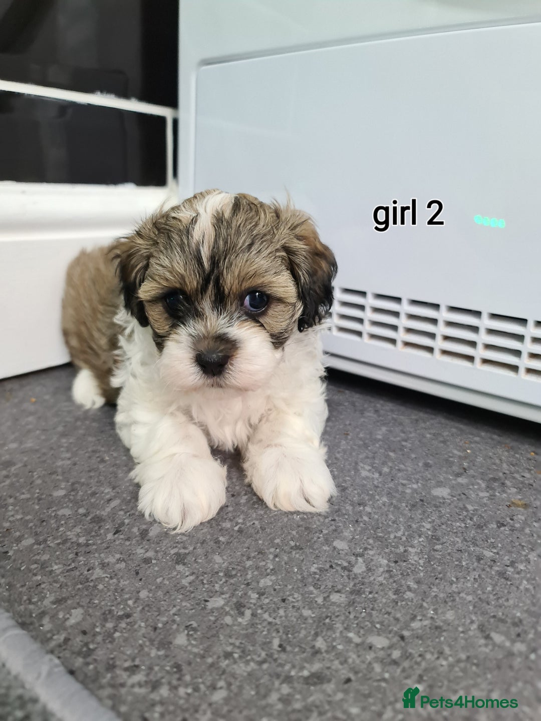 Shihpoo dogs for sale: Absolutely stunning F1 shihpoo puppies  - Image 6