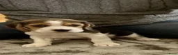 Beagle dogs for sale: Top quality Tri-color Beagles puppies For Sale in Sunderland - Advert 6