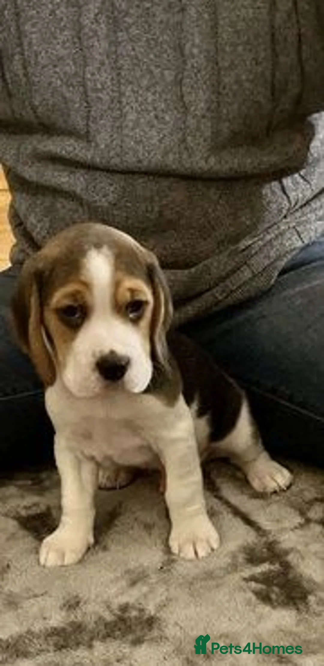 Beagle dogs for sale: Top quality Tri-color Beagles puppies For Sale in Sunderland - Advert 6