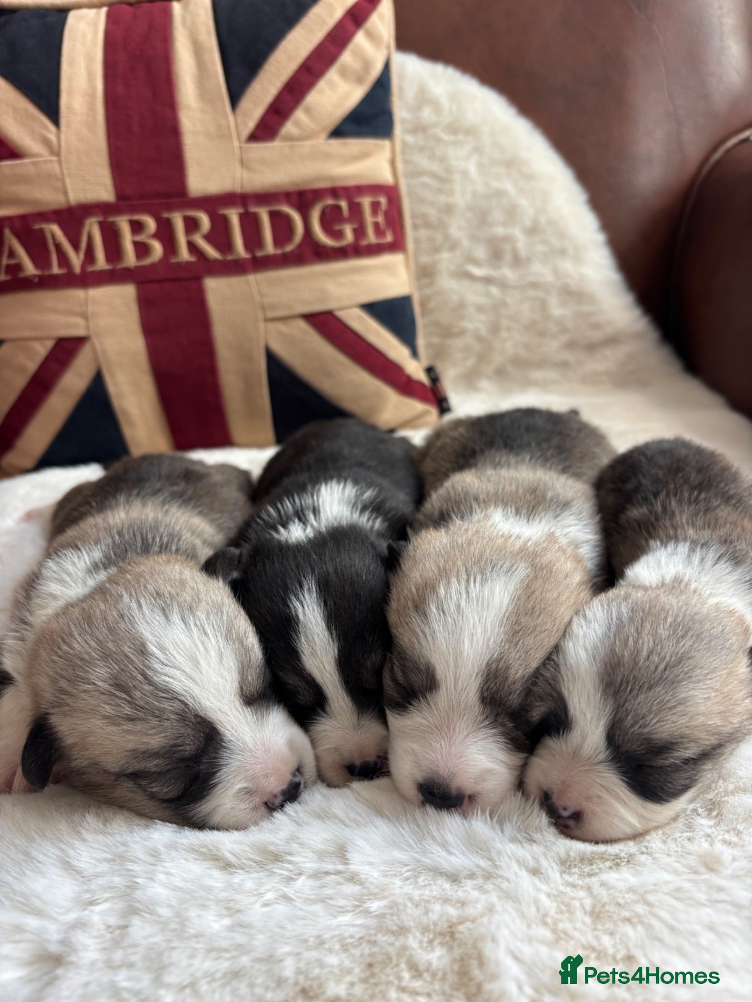 Welsh Corgi Pembroke dogs Gorgeous Pembrokeshire Corgi Puppies  - Advert 2