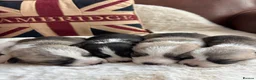 Welsh Corgi Pembroke dogs for sale: Gorgeous Pembrokeshire Corgi Puppies  - Advert 1