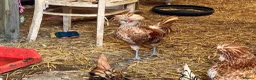 Chickens poultry for sale: Padovana Chamois Cockerel  in Hemel Hempstead - Advert 2