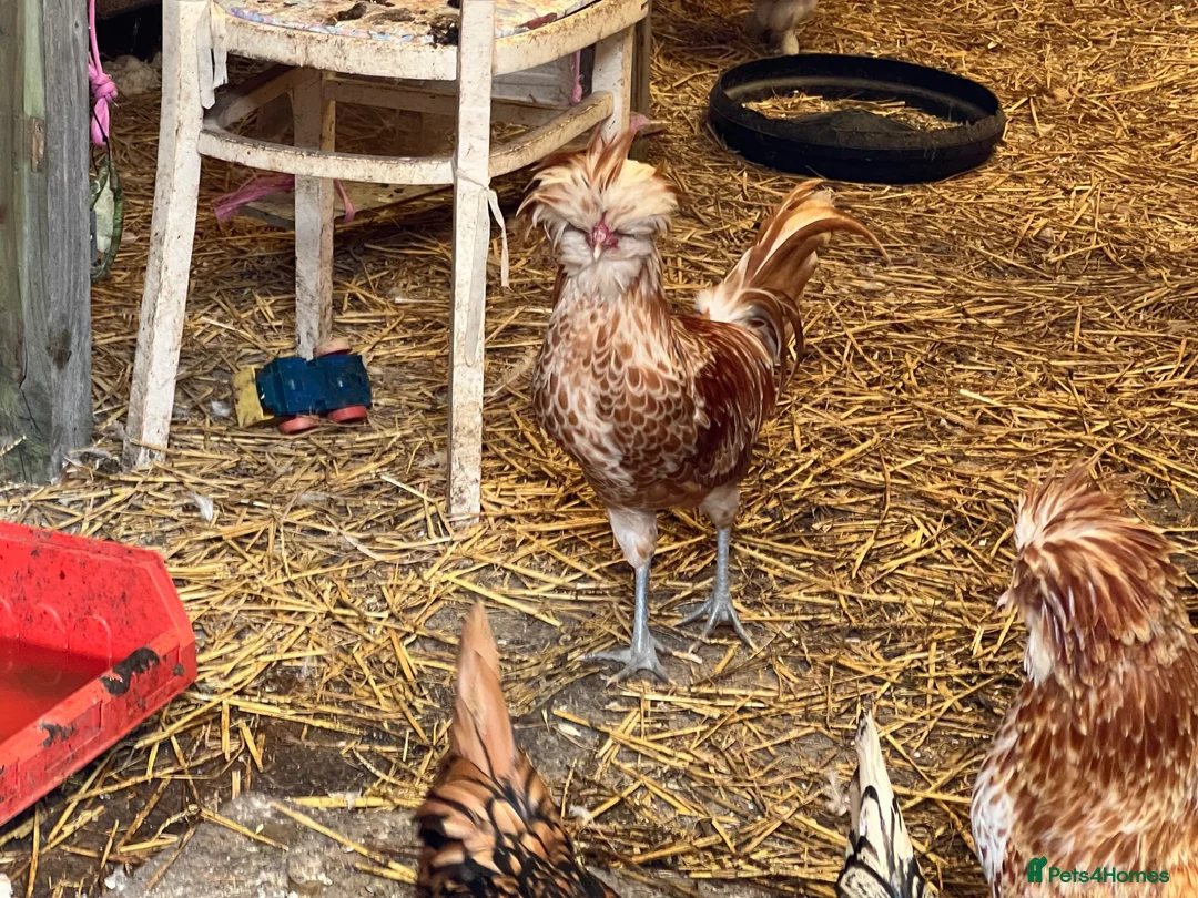 Chickens poultry for sale: Padovana Chamois Cockerel  in Hemel Hempstead - Advert 2