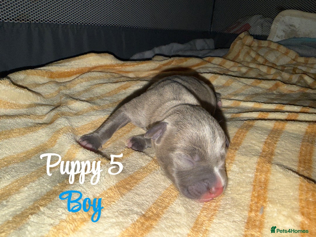 Staffordshire Bull Terrier dogs for sale: Staffordshire bull terriers - Image 9