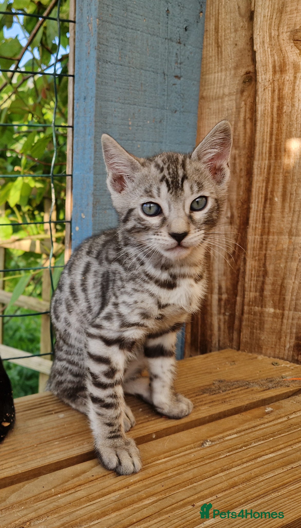 Mixed Breed cats for sale: 7/8ths Bengal, 1/8th Siamese kittens  - Advert 11