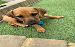 Jack Russell dogs for sale: 🐾Jack Russell Puppies🐾 - Image 32