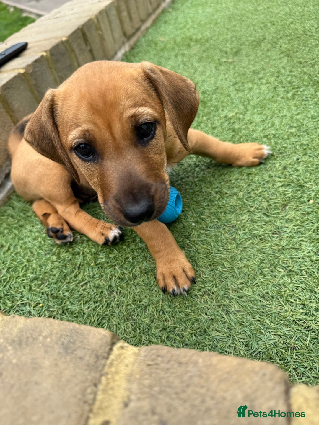 Jack Russell dogs for sale: 🐾Jack Russell Puppies🐾 - Image 32