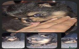 Pomeranian dogs for sale: Beautiful Pomeranians - Image 7