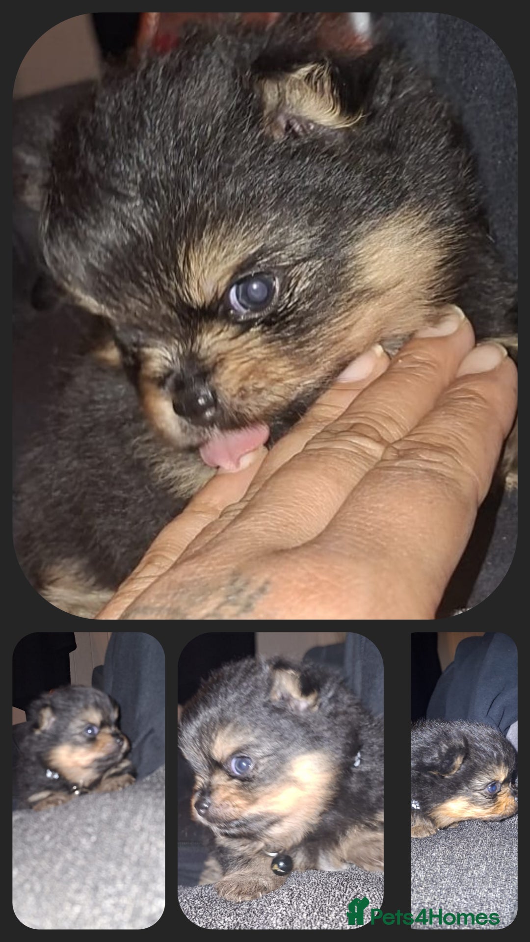 Pomeranian dogs for sale: Beautiful Pomeranians - Image 7