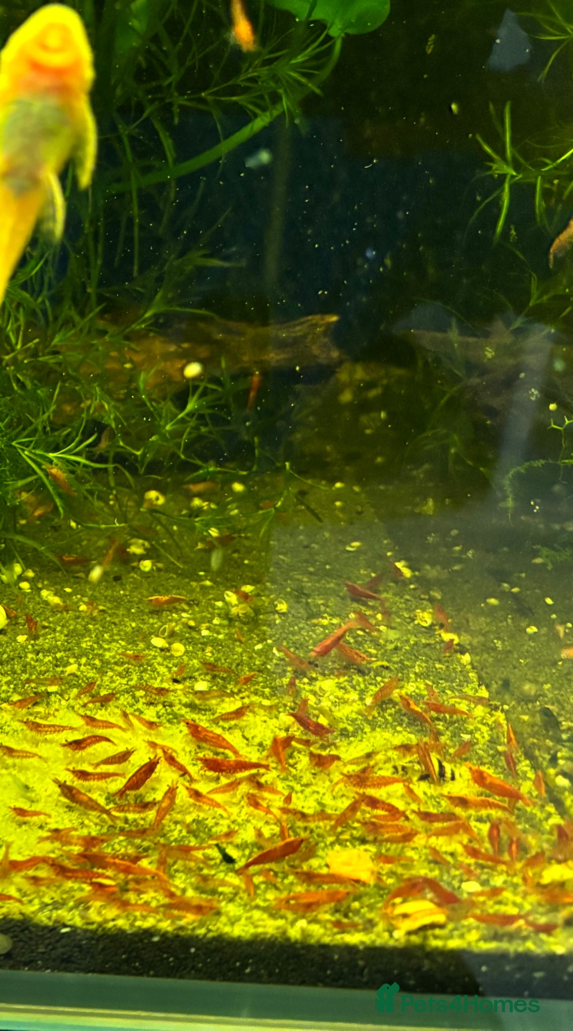 Shrimps fish Blue dream shrimp cherry and yellow  - Advert 2