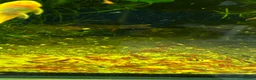 Shrimps fish for sale: Blue dream shrimp cherry and yellow  in Peterborough - Advert 2