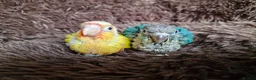 Conures birds for sale: Super adorable fully hand reared baby conures  - Advert 7