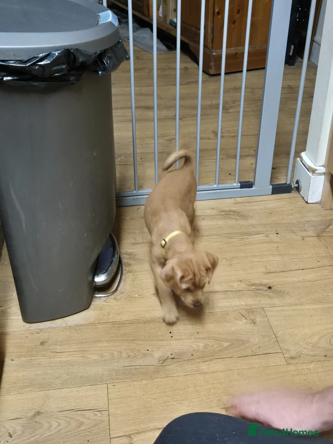 Patterjack dogs for sale: Patterjack - Advert 5