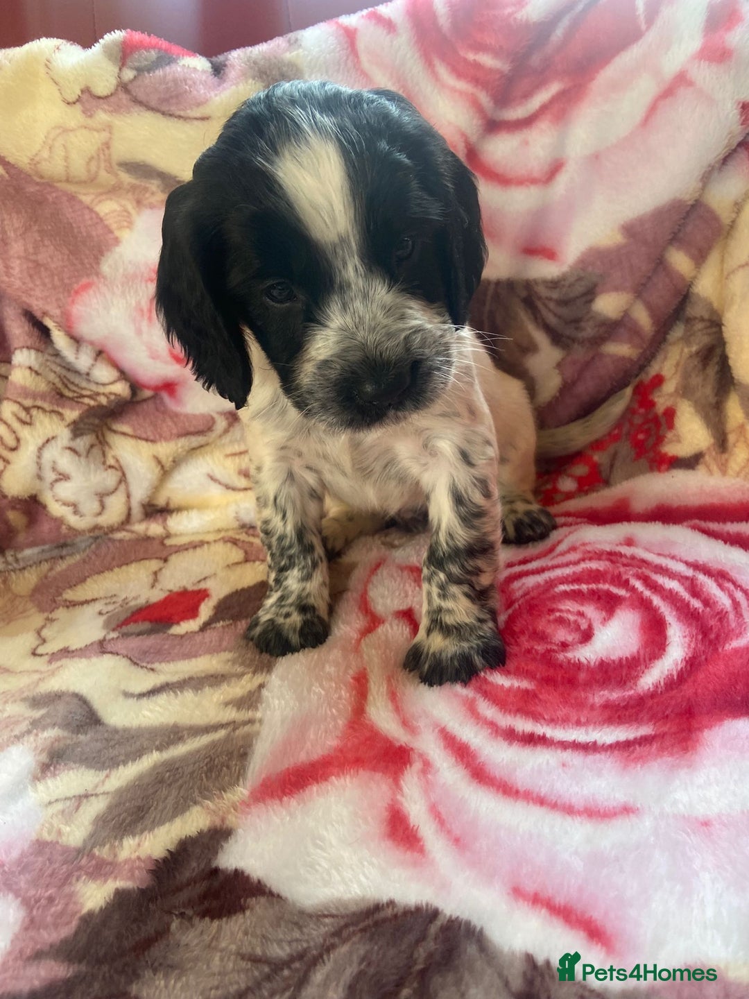 Cocker Spaniel dogs for sale: working type Cocker spaniel puppies available  - Image 8