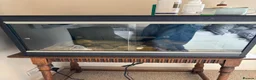 Corn Snake reptiles for sale: Friendly corn snake in Rye - Advert 16