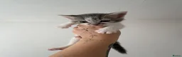 Siamese cats for sale: Mummy Sonny  - Advert 8